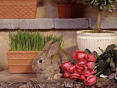 Garden Hare